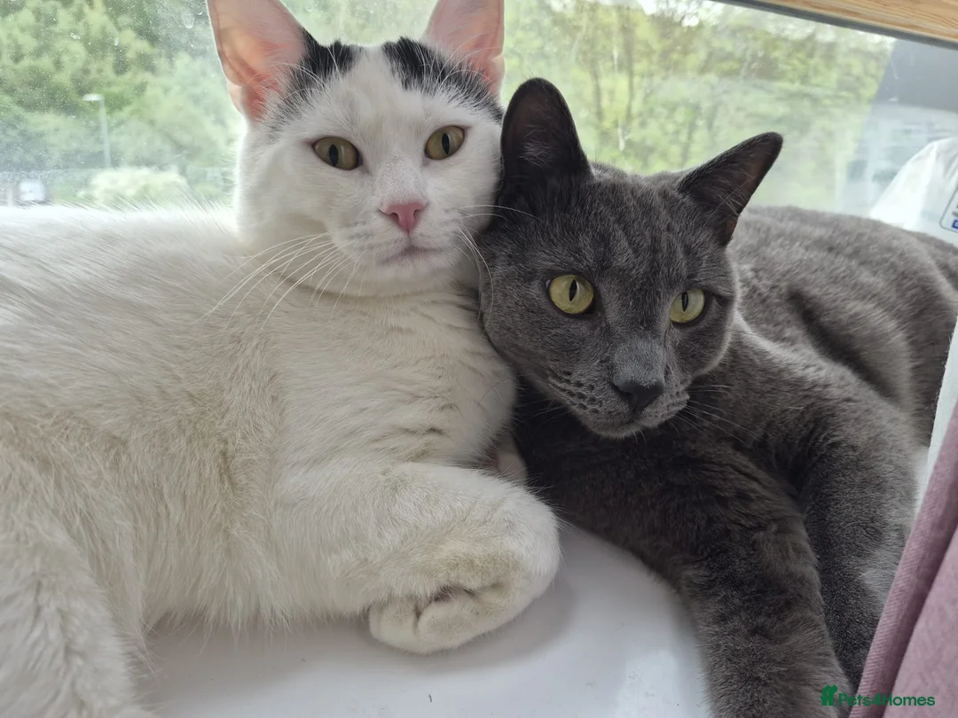 Russian Blue cats for sale: 2 Beautiful natured cats for sale  - Advert 1