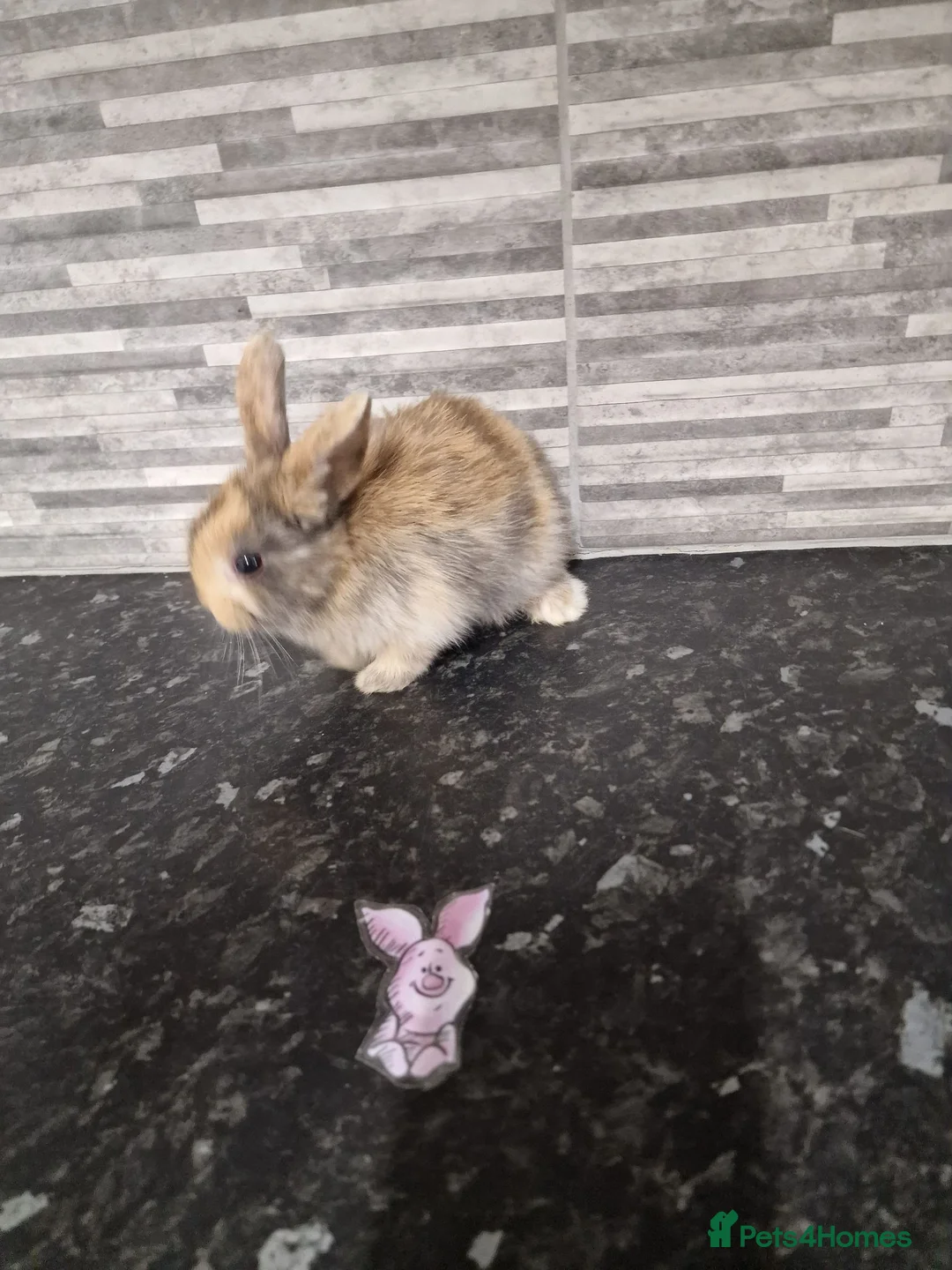 Harlequin rabbits for sale: lion lop rabbits - Advert 20