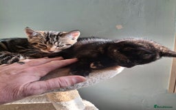 Mixed Breed cats for sale: Kittens for sale! - Advert 3