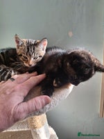 Mixed Breed cats Kittens for sale! - Advert 5