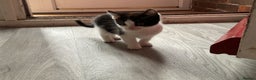 Mixed Breed cats for sale: Kittens for sale ready to go now   - Advert 26