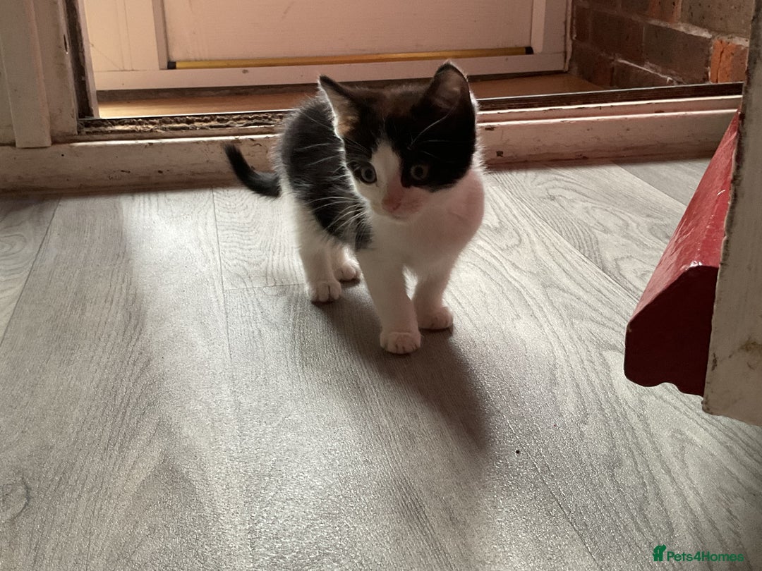 Mixed Breed cats for sale: Kittens for sale ready to go now   - Advert 26