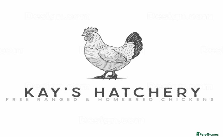 Chickens poultry - Advert 2