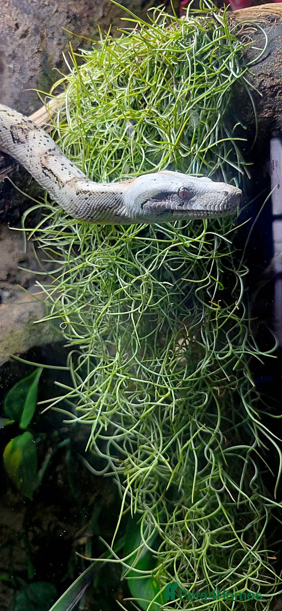 Snake reptiles for sale: Hog Island Boa - Advert 1