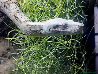 Snake reptiles Hog Island Boa - Advert 6