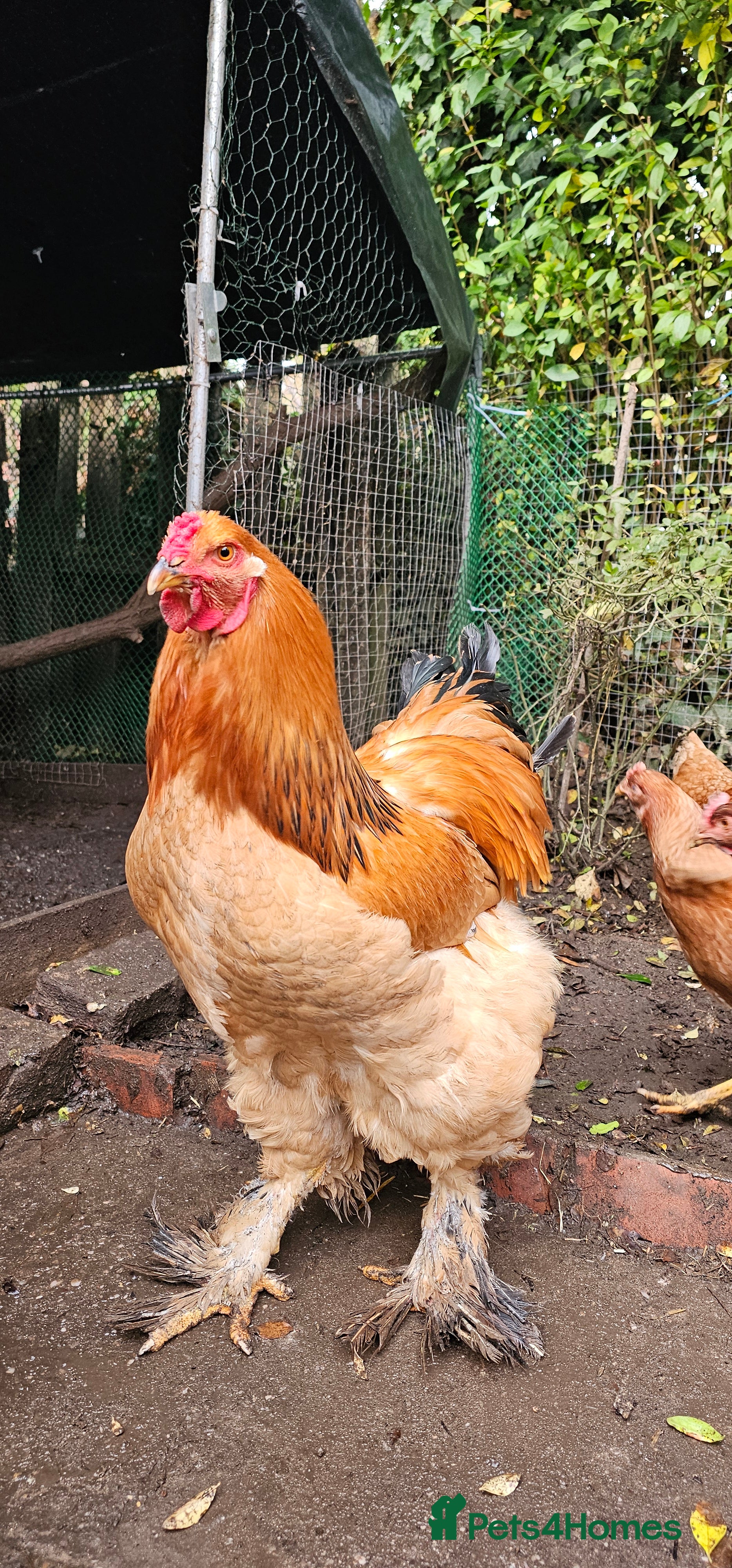 Chickens poultry Columbian Brahma Rooster  in Coventry - Advert 1