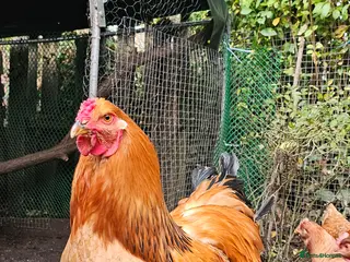 Chickens poultry Columbian Brahma Rooster in Coventry - Advert 1