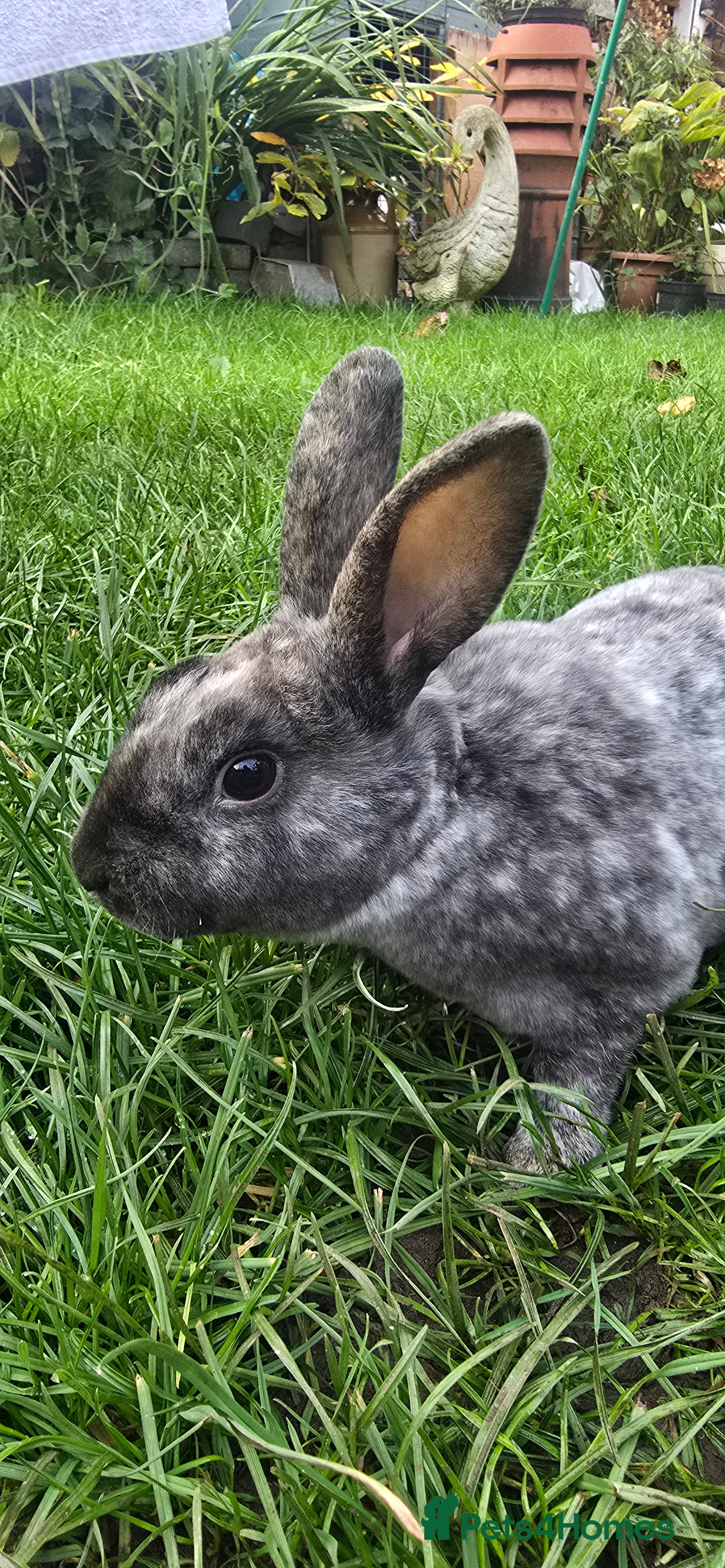 Rex rabbits 3 Mini rex 13 weeks old - Advert 10