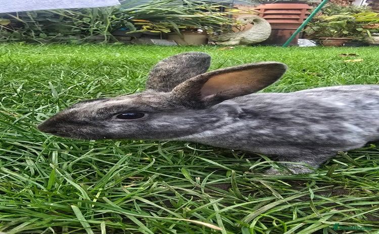 Rex rabbits - Advert 7