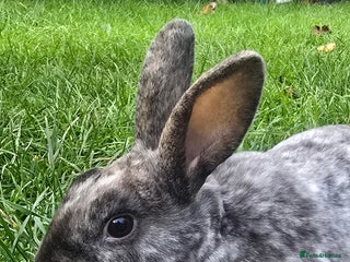 Rex rabbits - Advert 18