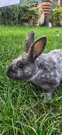 Rex rabbits - Advert 14