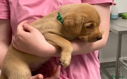 Labrador Retriever dogs for sale: REDUCED! FTCH sired KC fully health tested - Image 9
