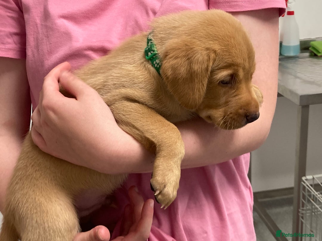 Labrador Retriever dogs for sale: REDUCED! FTCH sired KC fully health tested - Image 9