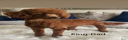 Toy Poodle dogs for sale: Outstanding KC toy poodles 🐩  - Advert 4