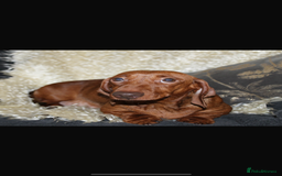 Miniature Dachshund dogs for sale: 🩷Stunning Chocolate & Tan Girl 🩷  in Stafford - Image 6
