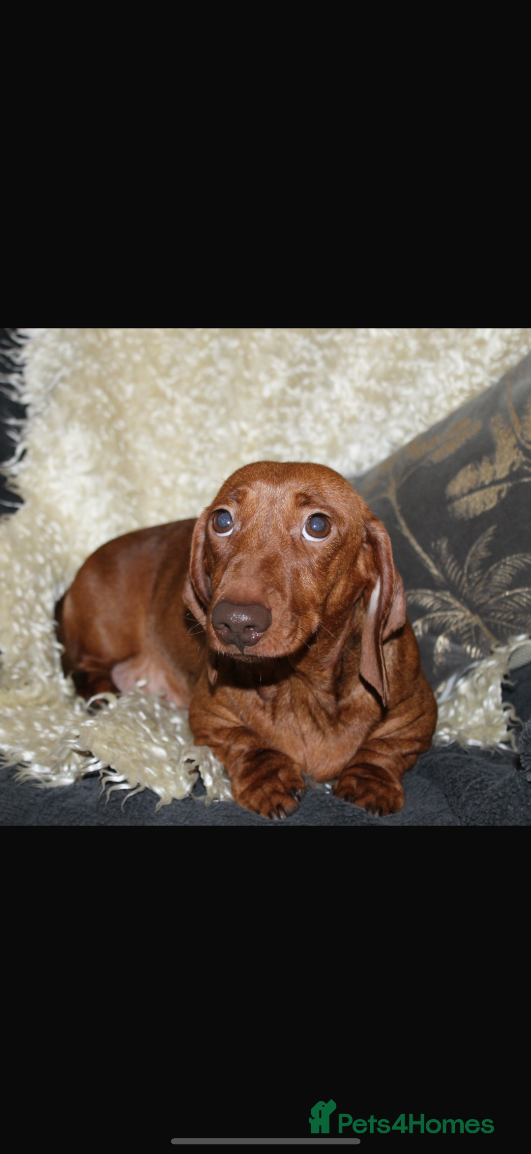 Miniature Dachshund dogs for sale: 🩷Stunning Chocolate & Tan Girl 🩷  in Stafford - Image 6