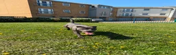 Staffordshire Bull Terrier dogs for sale: Blue Staffordshire bull terrier rehoming  - Advert 2