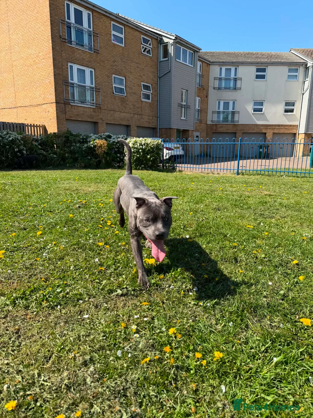 Staffordshire Bull Terrier dogs for sale: Blue Staffordshire bull terrier rehoming  - Advert 2