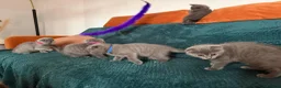 British Shorthair cats for sale: Blue BSH kittens looking new home - Advert 11
