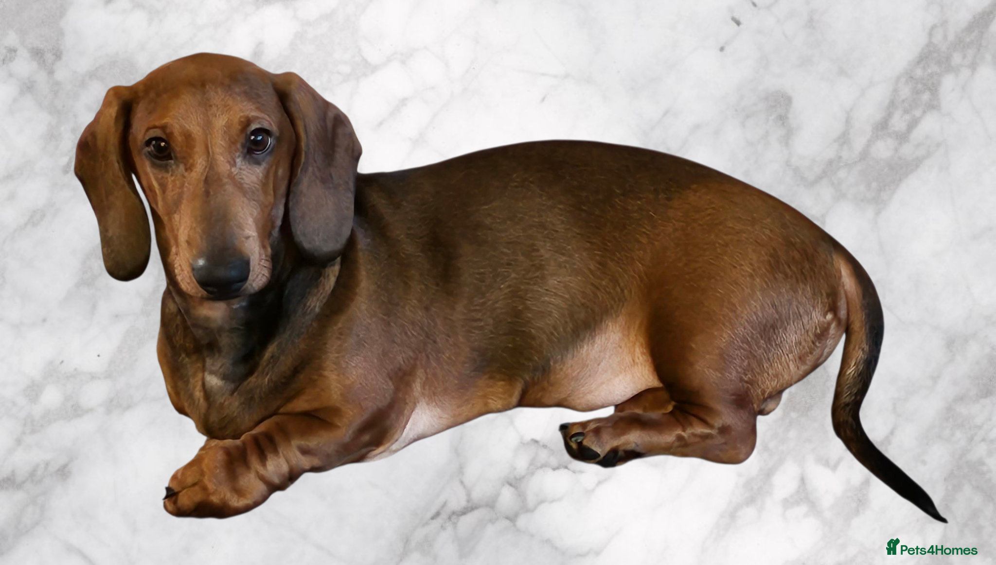 Dachshund dogs Beautiful show quality standard smooth shaded red - Advert 8