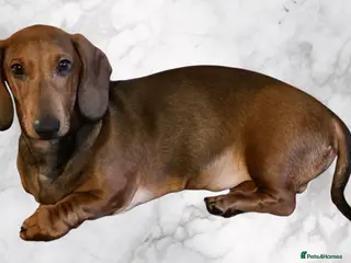 Dachshund dogs Beautiful show quality standard smooth shaded red - Advert 8