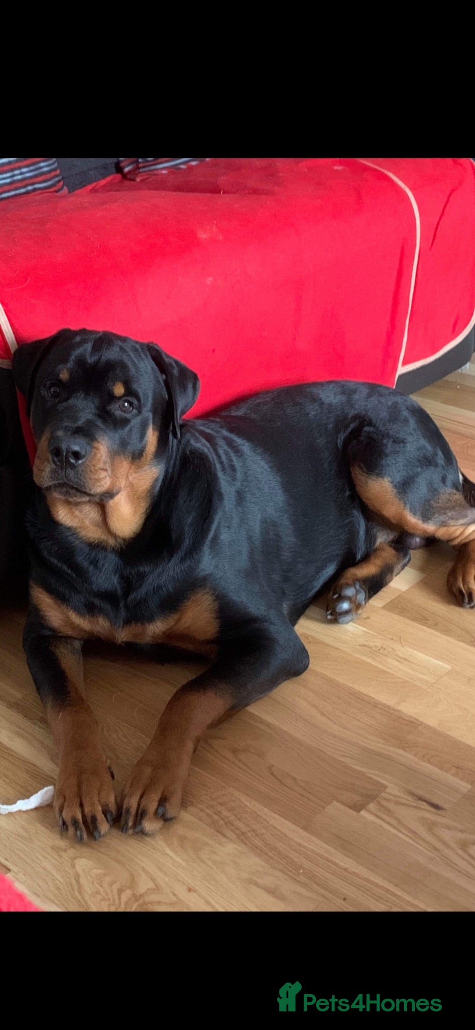 Rottweiler dogs ROTTWEILER - Advert 6
