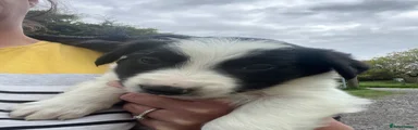 Border Collie Puppy 1