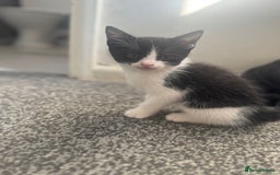 Mixed Breed cats for sale: WHITE and black beautiful kittens. READY NOW - Image 9