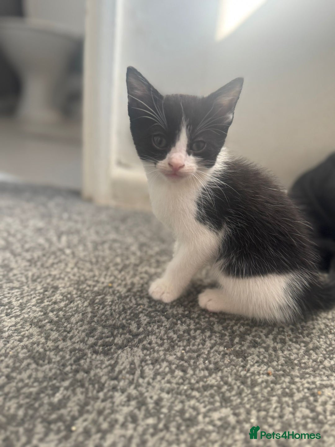 Mixed Breed cats for sale: WHITE and black beautiful kittens. READY NOW - Image 9