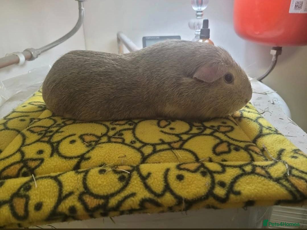 Guinea Pig rodents Male guinea pigs available  - Advert 2