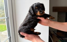 Cavapoo dogs for sale: Cavapoo puppies  - Image 4