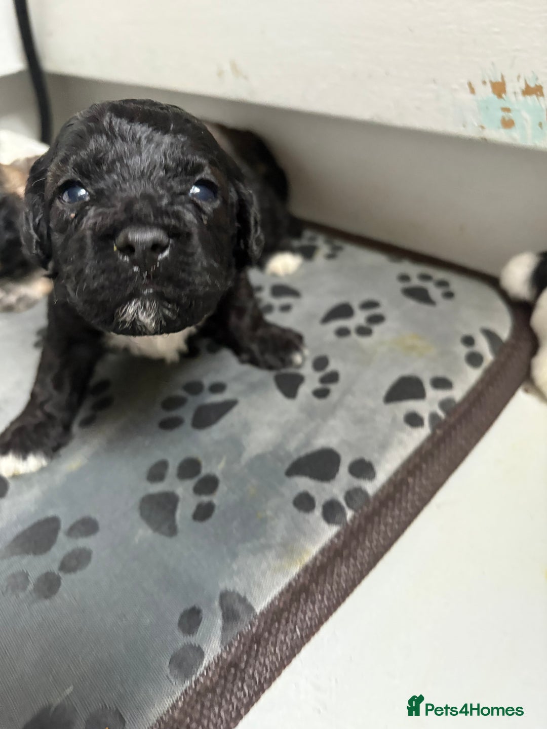 Mixed Breed dogs for sale: 6 beautiful Shihpoo + cotton de Tulear puppies - Image 5