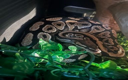 Python Snake reptiles for sale: 2 x royal ball python’s with set up  - Image 6