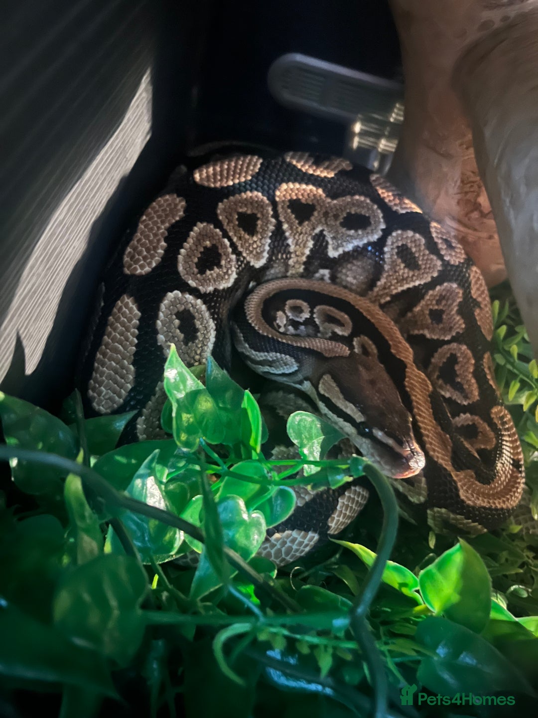 Python Snake reptiles for sale: 2 x royal ball python’s with set up  - Image 6
