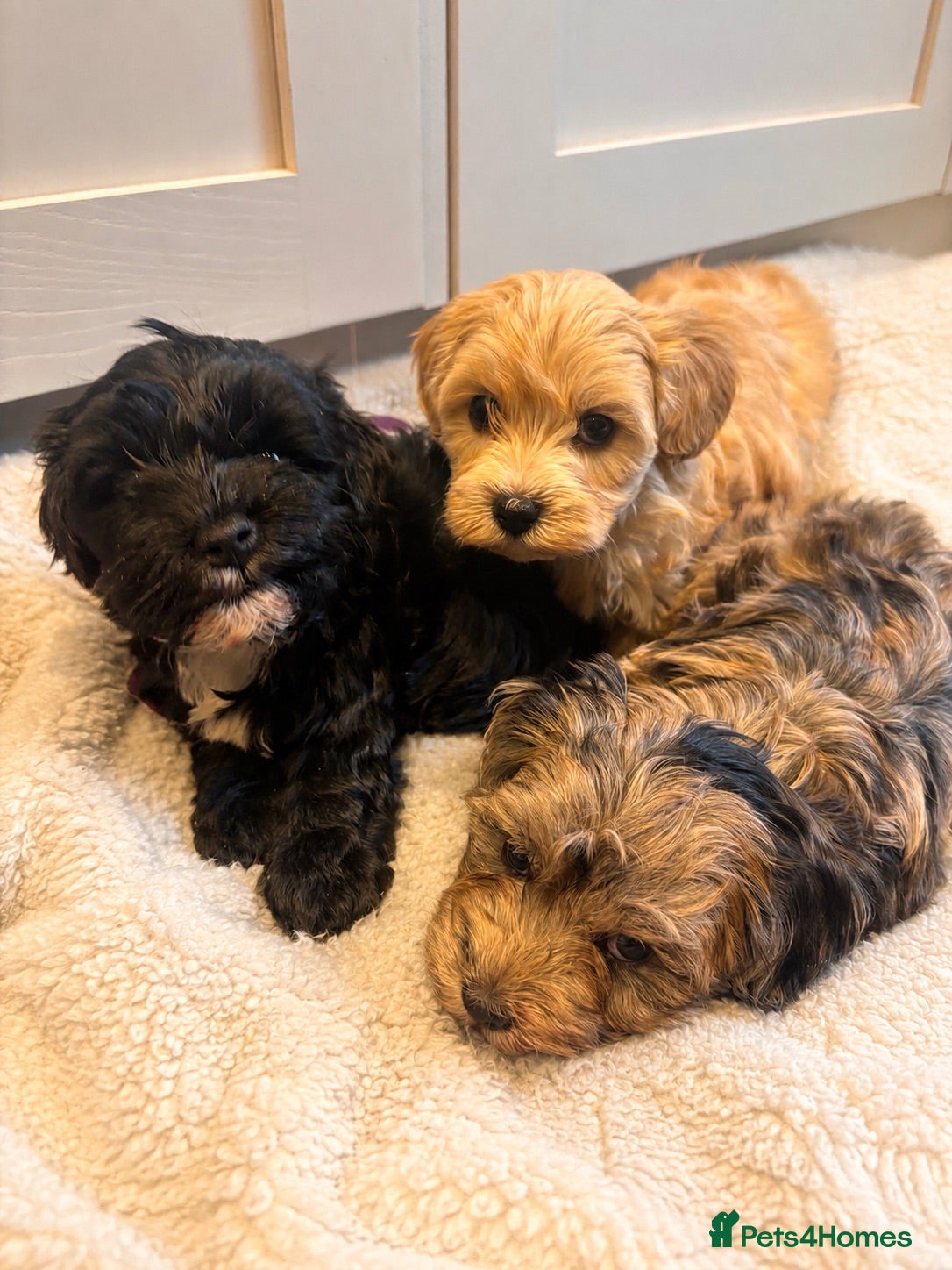 Maltipoo dogs ✨Extensively health tested pups ✨  - Advert 1