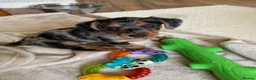 Mixed Breed dogs for sale: Yorkshire terrier x puppies  - Advert 13