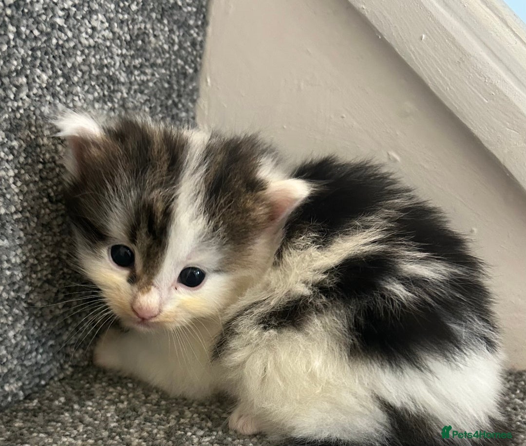 Mixed Breed cats for sale: Beautiful kittens for sale  - Image 3