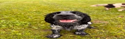 Sprocker dogs for sale: Gorgeous Sprocker Pups Available  - Advert 8