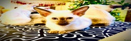 Siamese cats for sale: Stunning Siamese Kittens - Champion Bloodlines - Advert 7