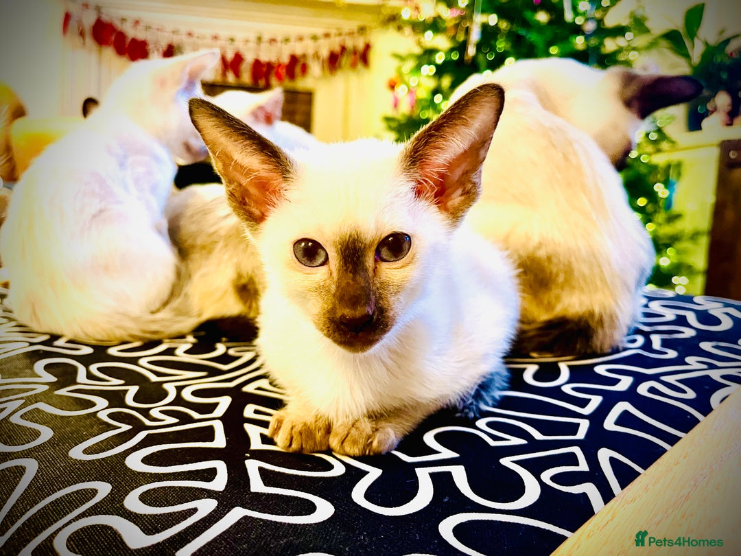 Siamese cats for sale: Stunning Siamese Kittens - Champion Bloodlines - Advert 7