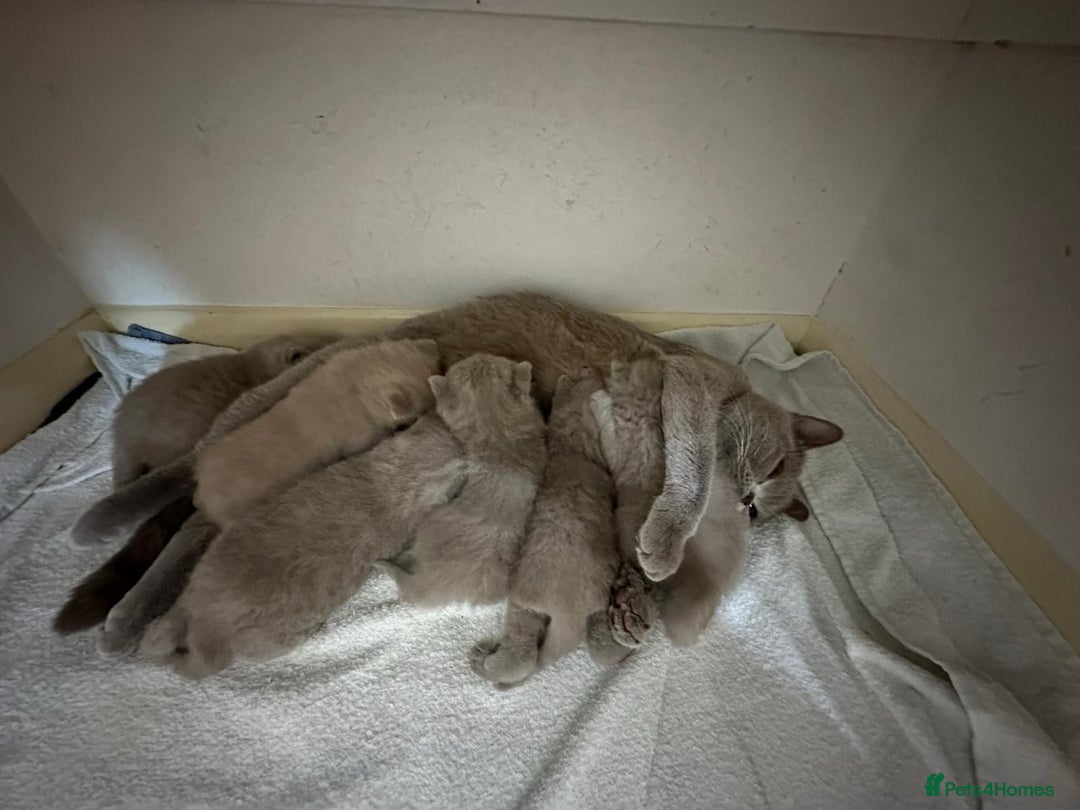 British Shorthair cats for sale: British shortHair - Advert 11