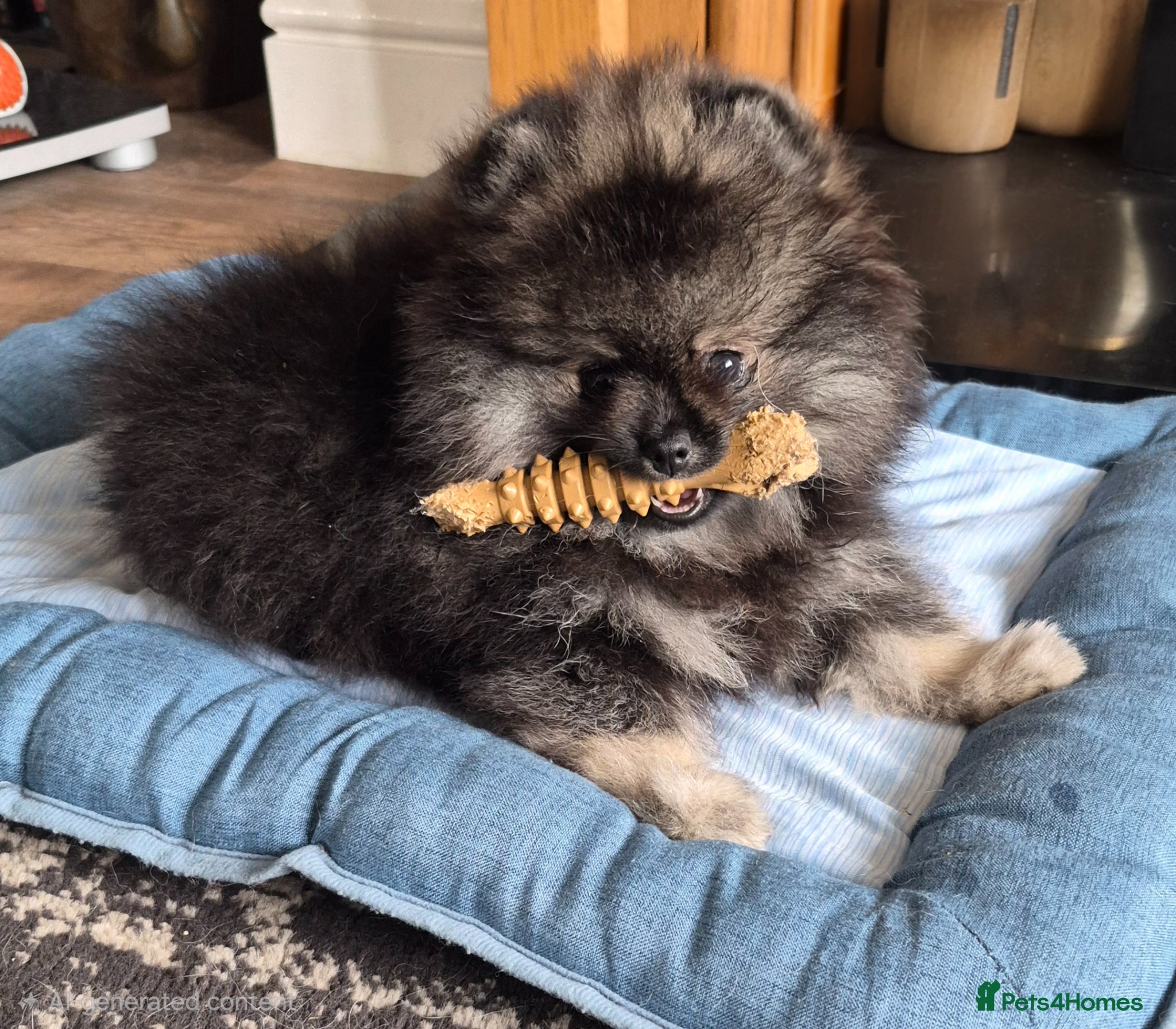 Pomeranian dogs Gorgeous Pomeranian  - Advert 13