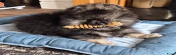 Pomeranian dogs for sale: Gorgeous Pomeranian  - Advert 1