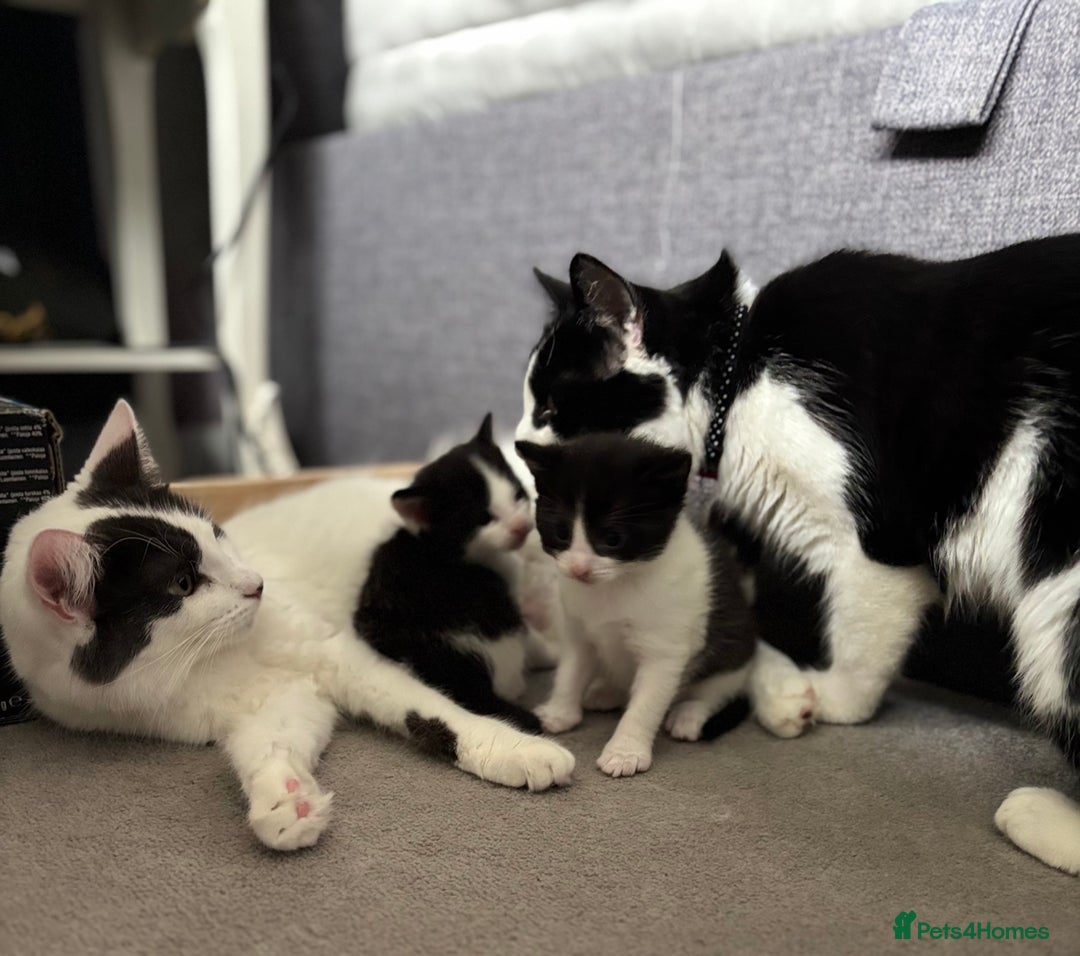 Mixed Breed cats for sale: Black and White fluffy kittens  - Advert 18