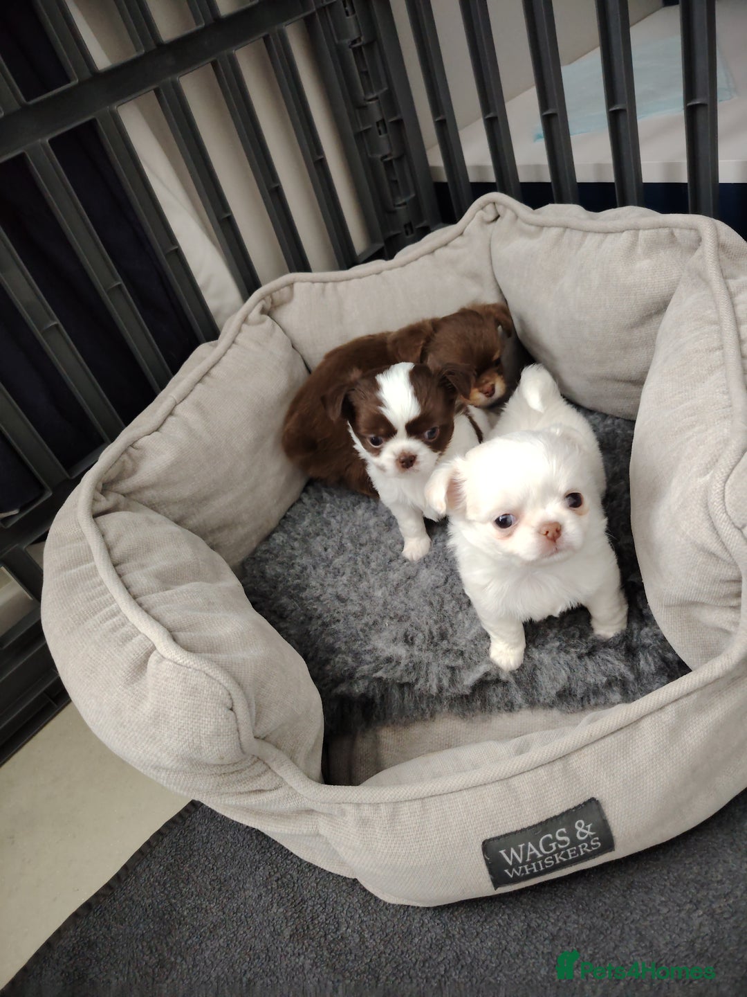 Chihuahua dogs for sale: Kc registered chihuahua boys - Image 1