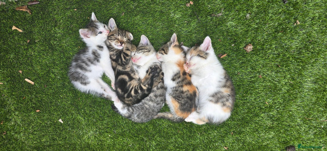 Mixed Breed cats for sale: Gorgeous Bengal X kittens - Image 9