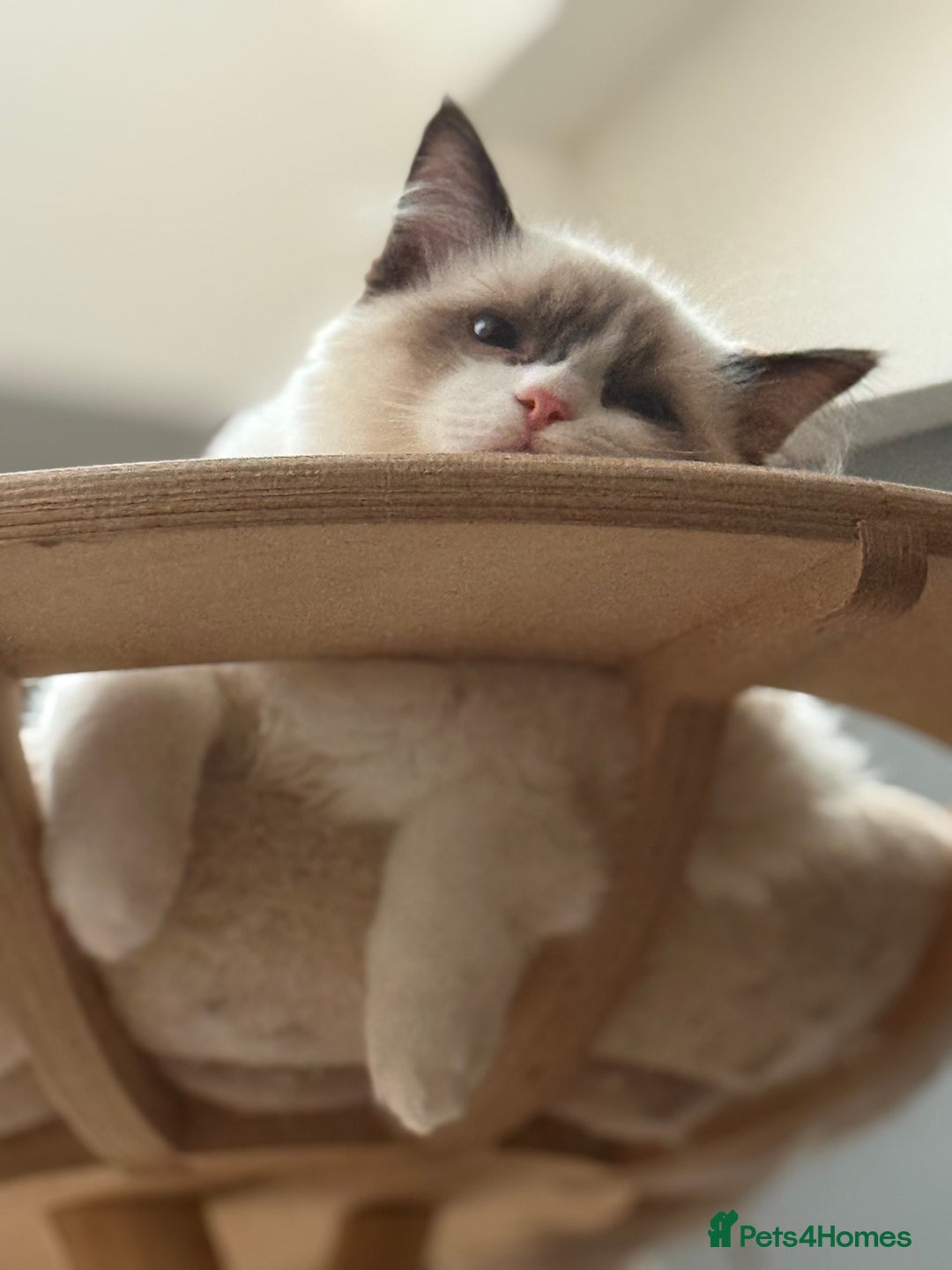 Ragdoll cats for sale: 💙🩷GCCF RAGDOLL KITTENS M&F 14WKS AWARD WINS 🥇 - Image 26