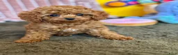 Cavapoo dogs for sale: Adorable teddy bear toy cavapoo health checked - Advert 27