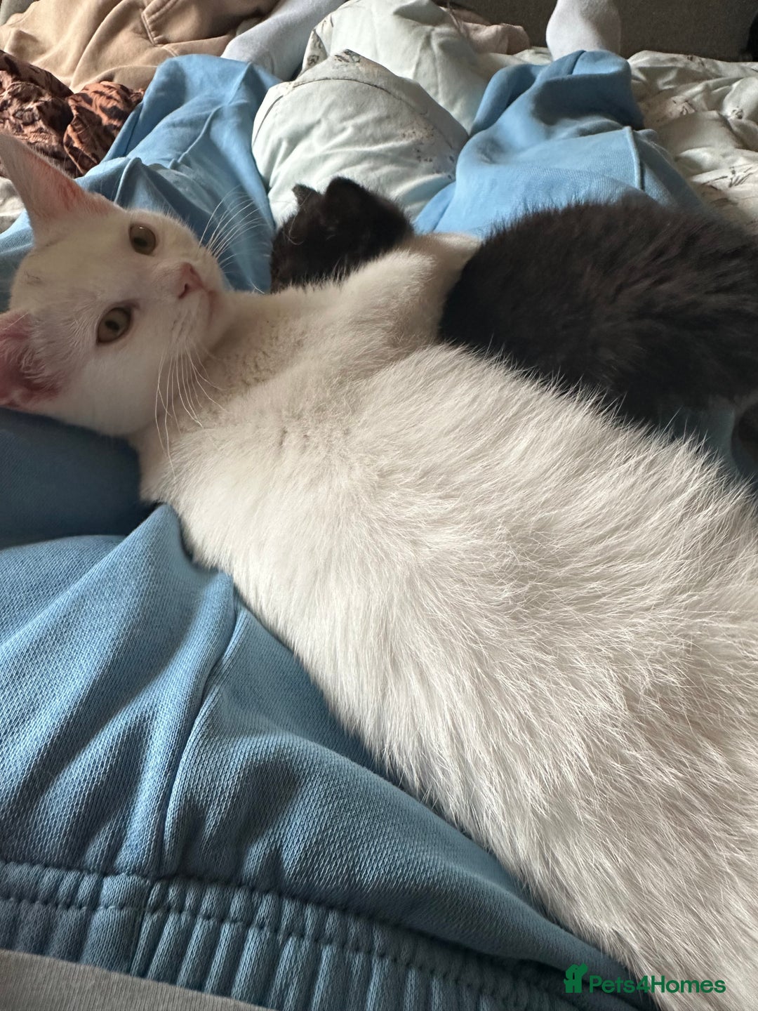 Mixed Breed cats for sale: Beautiful little boys - Image 6