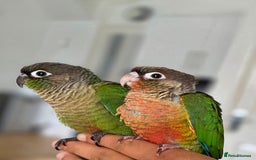 Conures birds for sale: Handreared Tame Baby Conures  - Image 9